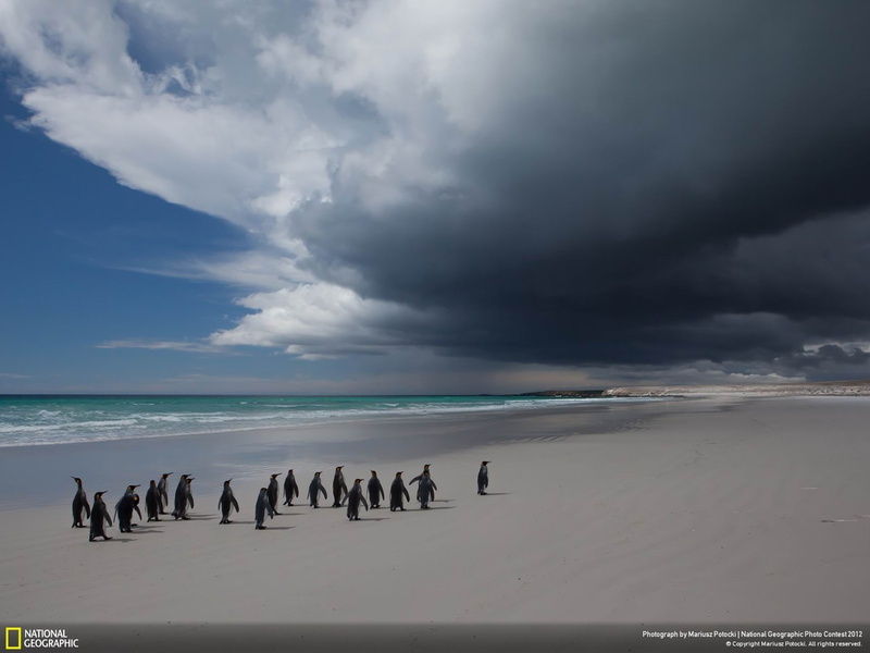hd, cloud - sky, tranquility, penguins, geographic, group of animals, beach, water, black, horizon, day, flock, sky, national, scenics - nature