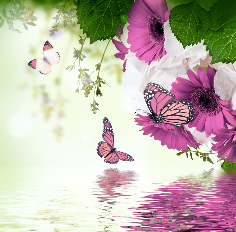leaf, beauty, purple, decoration, no people, 5K, butterflies, water, blossom, pattern, beautiful, pink, multi Colored, refection, insect, spring, blue