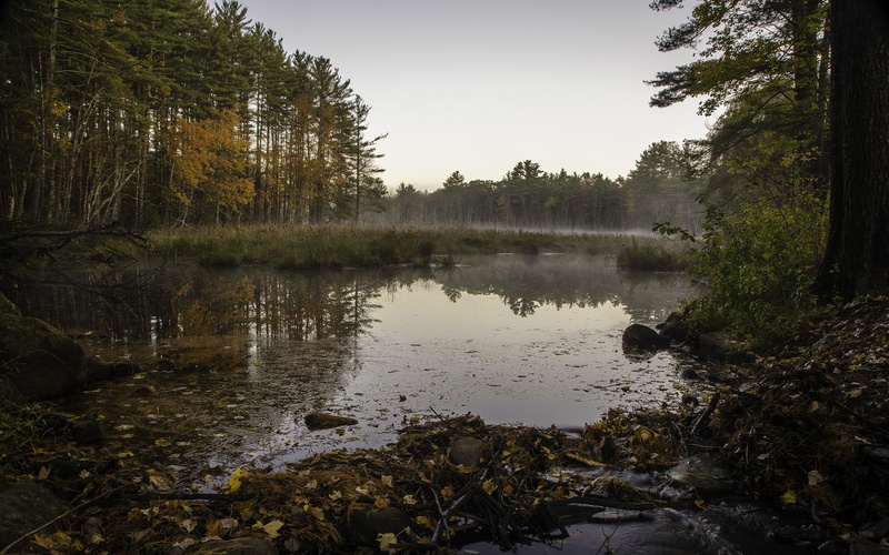 swamp, nature, 1080P, trees, refection, hd