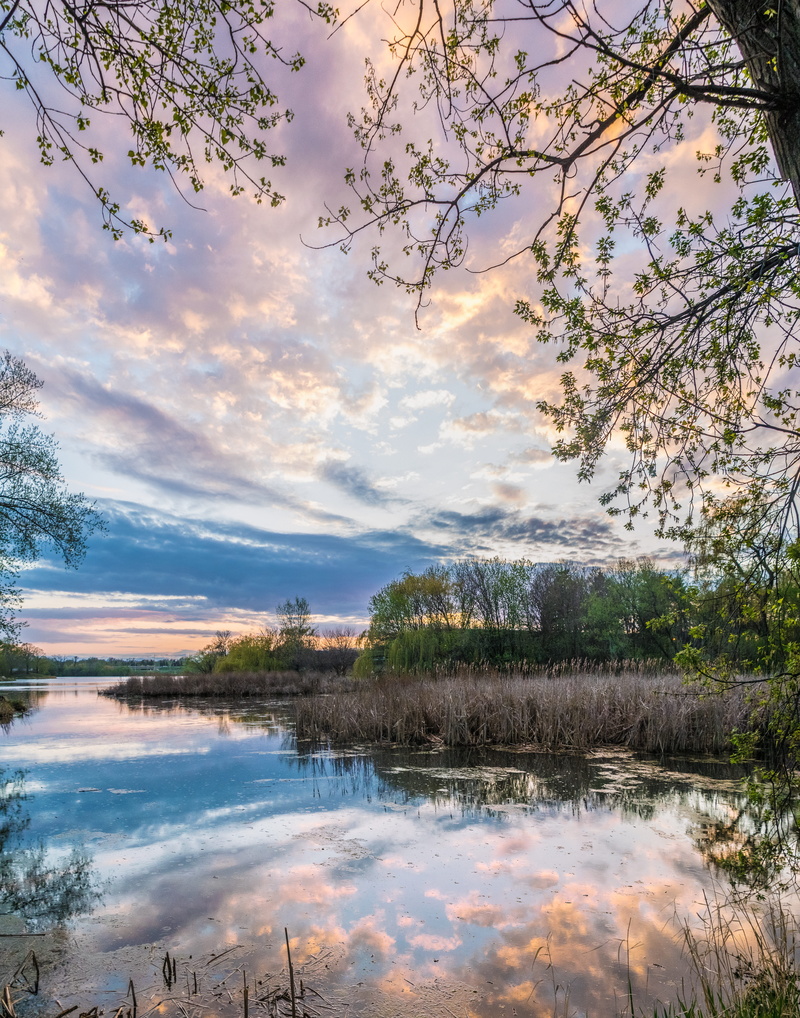 idyllic, growth, purple, reflection, evening, Trees, lake, forest, Lake, cloud - Sky, reflection lake, scenic, usa, non-urban scene, refection, Water, sun