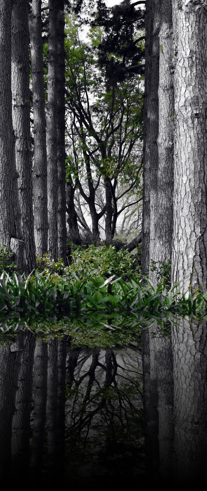 tree trunk, tranquil scene, growth, forest, beauty in nature, land, reflection, tree, trunk, refection, nature, day, green color, lake, landscape, scenics - nature