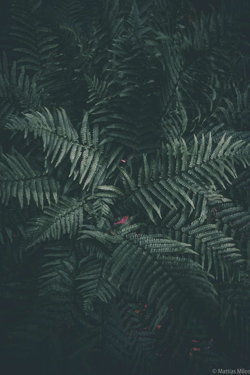 photography, garden, focus, outdoors, leafe, fall, full frame, plant part, green, leaf, foliage, plant, lush foliage, nature, leaves, forest, tree, land
