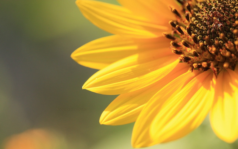 beauty In Nature, outdoors, petals, pollen, yellow, flower, sunflower, petal, background, plant, season, daisy, inflorescence, backgrounds, focus on foreground