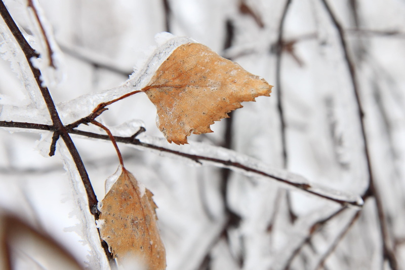 dry, day, white, stick - plant part, Brown, cold - Temperature, Branch, autumn, Cold, Birch, twig, focus on foreground, backgrounds, leaf, change, Frost