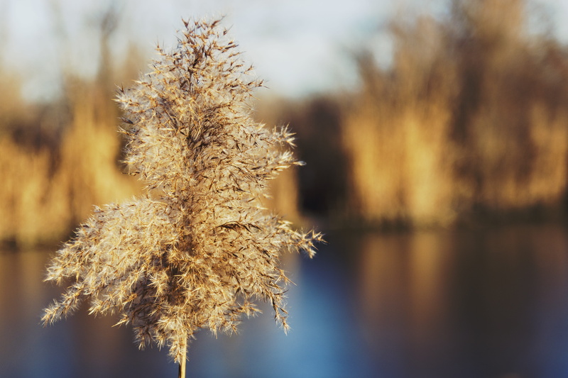 scene, sunset, sunlight, field, river, focus on foreground, outdoors, frozen, bulrush, light, summer, reed, marsh, autumn, foliage, sunrise, beautiful