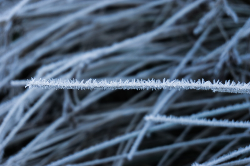backgrounds, icy, 5K, connection, meadow, fruit, winter time, focus on foreground, iced, tree, Frost, winter dream, frozen, flexibility, pattern, white color