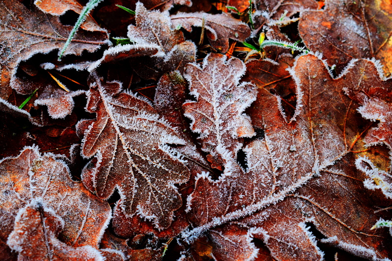 no people, ice, ze, winter, leaf, full frame, weather, frozen, close-up, frost, growth, leaves, cold temperature, autumn, land, change, maple leaf, dried