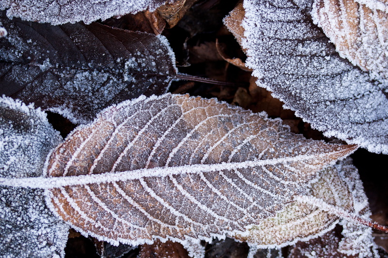 Winter, plant, Fall Foliage, plant part, season, precipitate, snow, cold, white, transparent, Hoarfrost, autumn, Fall, pattern, vulnerability, no people