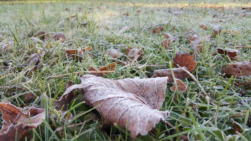 vegetable, weather, white, first froze, frost, plant part, tranquility, beauty in nature, fungus, list, winter, dry, close-up, ze, cold, toadstool, no people