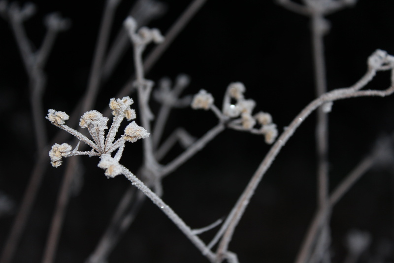 podlasie, snowflake, frozen leaf, frost, foliage, beauty, white, focus on foreground, the background, chill, field, outdoors, morning, close-up, plant