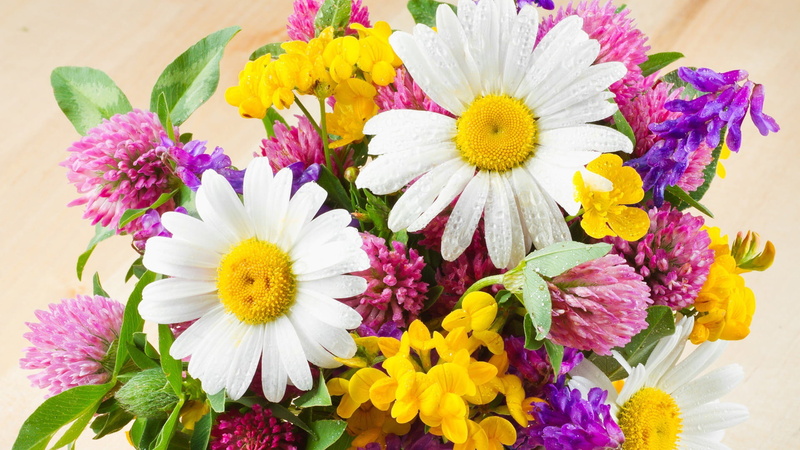 pink, closeup, leaves, blossom, fresh, freshness, 1080P, yellow, decoration, colorful, flower, color, botany, blooming, multi colored, leaf, bunch, petal