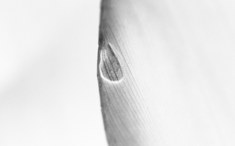 indoors, anatomy, healthcare and medicine, adult, human face, copy space, white, raindrop, bone, unrecognizable person, physical injury, 4K, macro, skin
