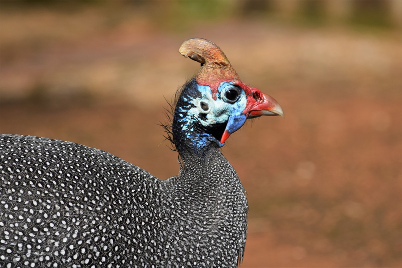 weird, beautiful, arderne gardens, pheasant, beak, male animal, nature, vertebrate, close-up, african, wildlife, 4K, animal wildlife, animal themes, no people