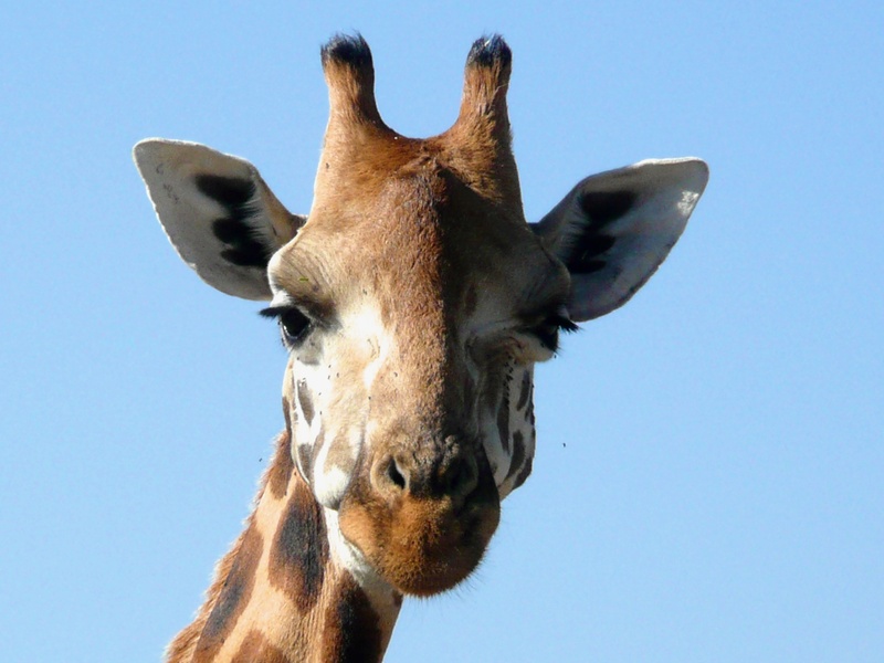 animal body part, giraffe, neck, looking at camera, nature, pattern, animal neck, kenya, day, natural, animal themes, african, no people, head, mammal