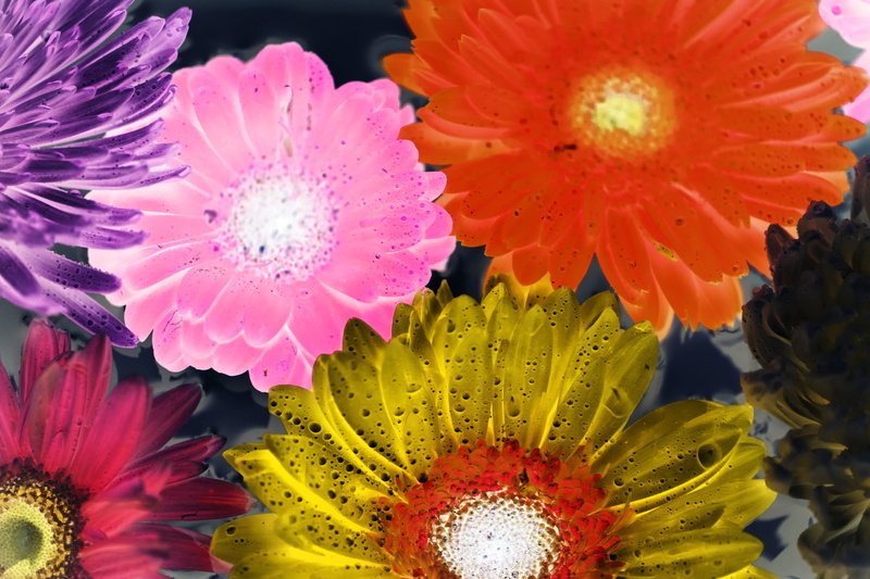 transvaal daisy, surface, bloom, gerbera, african daisy, isolated, flower, vulnerability, flower head, fragility, pollen, 1080P, textured, close-up, macro