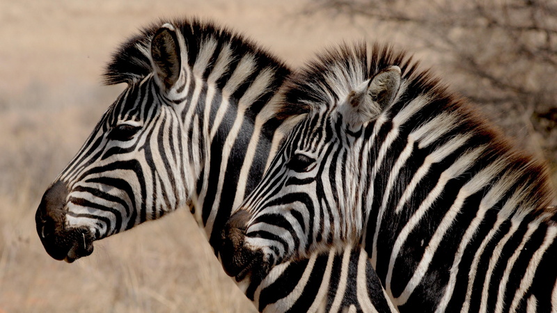 zebras, pattern, head, mammal, species, zebra, stripes, africa, safari, mane, animals, equid, african, equidae, 4K, horse