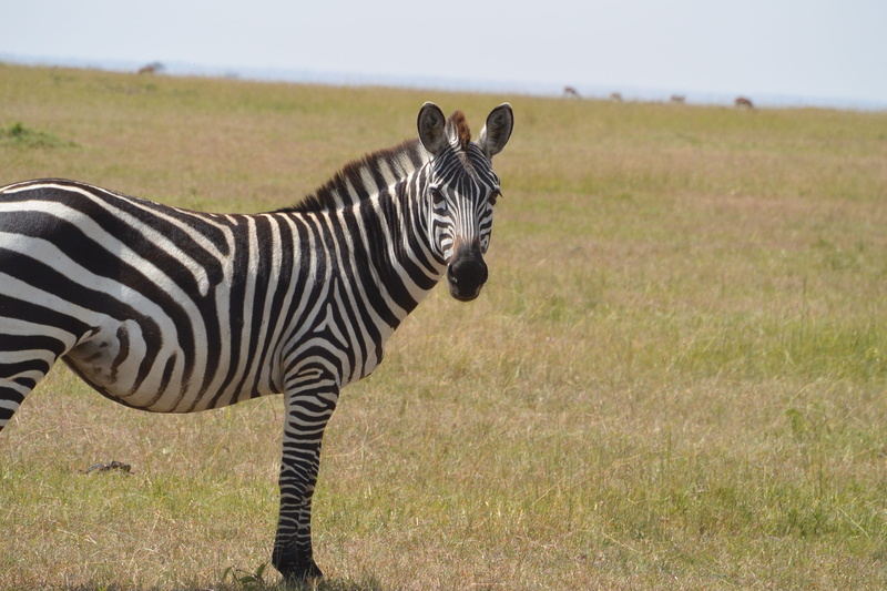 savanna, daytime, pastures, fauna, plant, african, field, pattern, side view, landscape, wildlife, no people, 4K, one animal, mammal, green, nature, wild