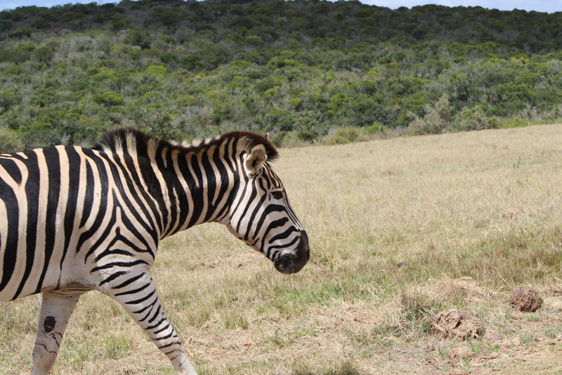 African, south Africa, animals In The Wild, 5K, steppe, mammals, pattern, striped, equus, grass, national Park, one animal, animal, land, wilderness Area