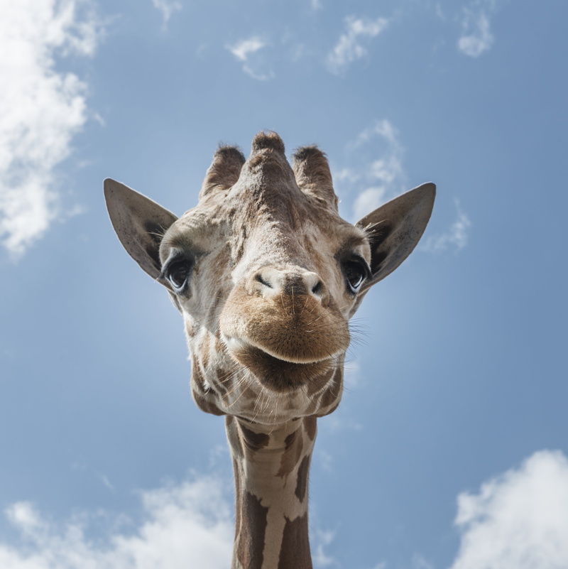animals in the wild, low angle view, animal ear, animal eye, face, daytime, cloud - sky, animal wildlife, animal, horns, close, pattern, 4K, day, mammal