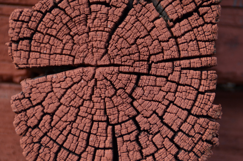 pattern, outdoors, red, close-up, animal themes, focus on foreground, wood, one animal, animal, stock, nature, 4K, backgrounds, abstract, no people, concentric
