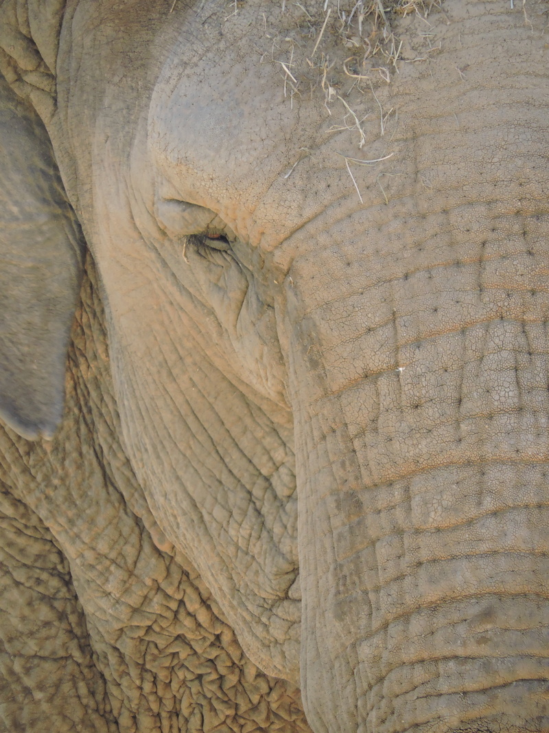 animal, close-up, animal head, 4K, vertebrate, no people, animal skin, animals, backgrounds, one animal, animal themes, animal wildlife, africa, outdoors