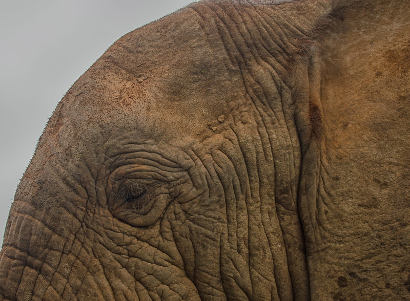huge, no people, wrinkled, gray, one animal, animal wildlife, animal body part, day, big, animal, 4K, textured, wild, nature, elephant, pattern, eye, wildlife