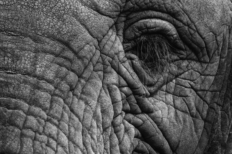 animal head, gray, animal world, eye, animal, day, skin, vertebrate, animal skin, pattern, animal body part, backgrounds, full frame, animal themes, fold