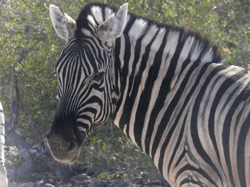 animals In The Wild, nature, domestic animals, african, close, animal markings, herbivore, outdoors, namibia, vertebrate, day, wild, safari Animals, animal