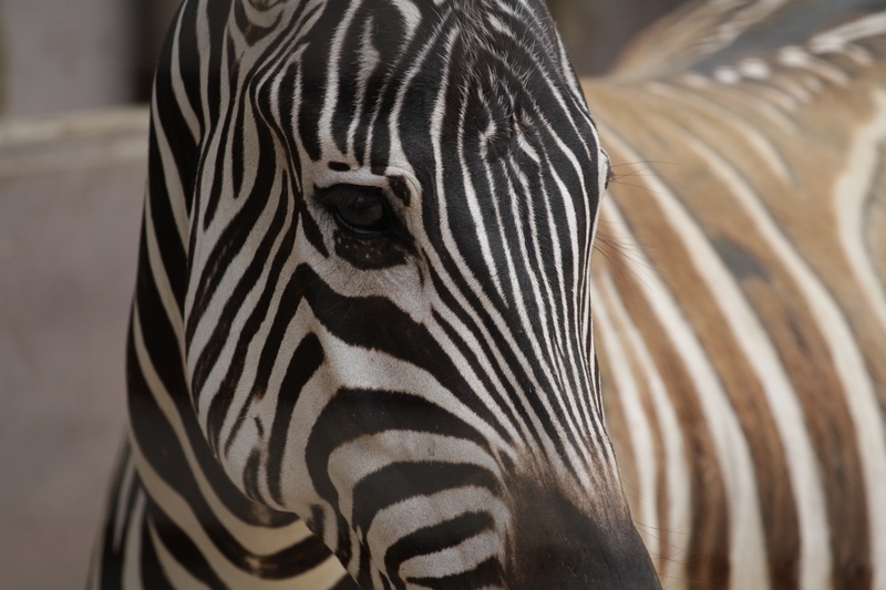 no people, close-up, one animal, 2K, mammal, wild, animal, animal wildlife, natural pattern, animals in the wild, striped, herbivorous, zebra, african