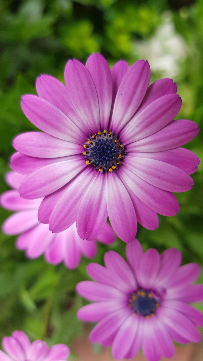purple, asteraceae, flower, osteospermum, inflorescence, pink, pink color, flowering plant, dahlia, anther, close-up, daisies, growth, daisy, no people
