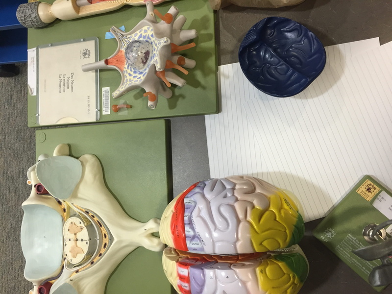 fake, table, large group of objects, no people, anatomy, indoors, education, sweet, high angle view, sweet food, craft, model, 2K, teachinlab, temptation