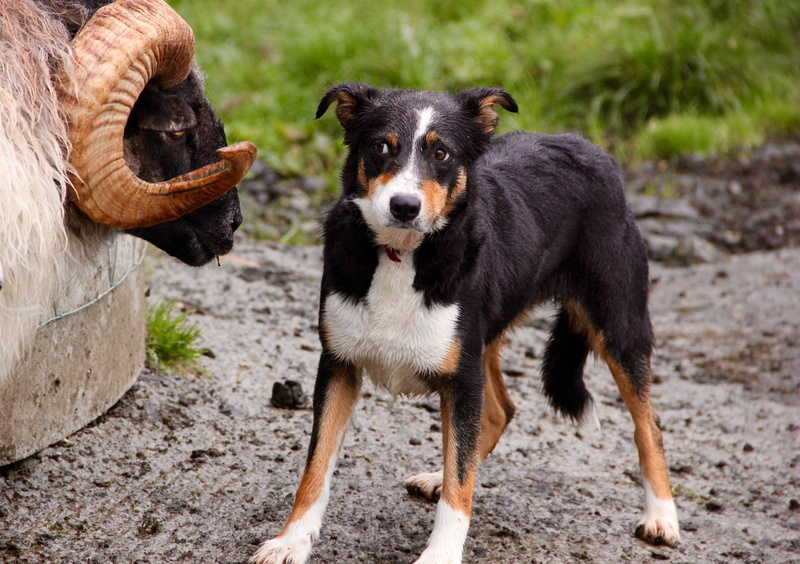 dog, one animal, vertebrate, nature, farm, front, confrontation, land, adult, standing, beauceron, animal, portrait, no people, livestock, standoff, sheepdog