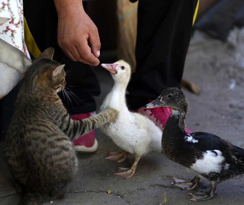 pet, eating, rate, animals, confrontation, funny, people, domestic animals, human hand, 4K, food, human body part, mammal, domestic, group of animals