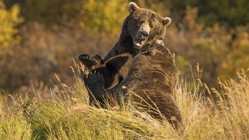 nature, animal, grass, field, sunlight, bear, land, animal wildlife, animals in the wild, 2K, mammal, plant, grizzly bears fighting, focus on foreground
