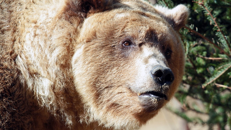 animal themes, day, animal body part, pets, animals in the wild, domestic animals, hair, one animal, close-up, bear, focus on foreground, vertebrate, looking