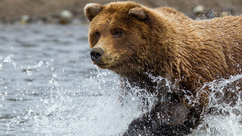 2K, grizzly bear, nature, animal, mammal, bear, flowing, river, brown, day, one animal, splashing, animal wildlife, vertebrate, outdoors, animal themes