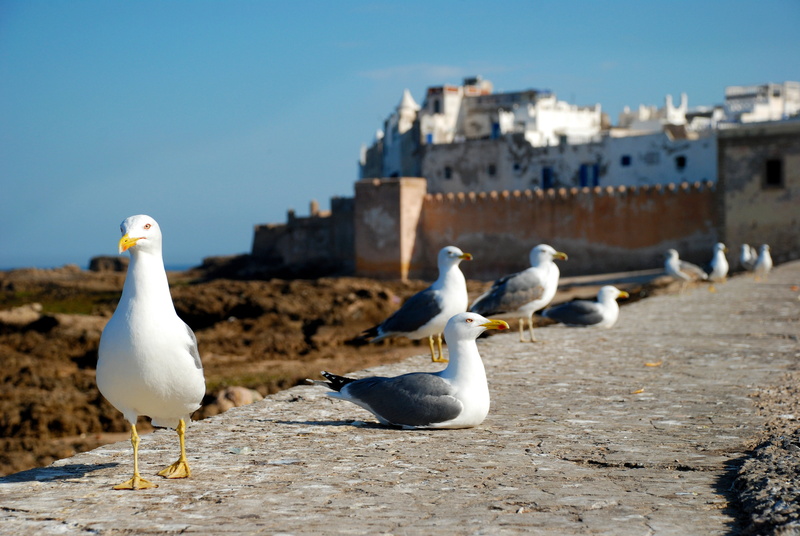 animal, gull, seagull, animal themes, sky, morocco, sea, clear sky, ring, architecture, white color, outdoors, building exterior, no people, bird, costa