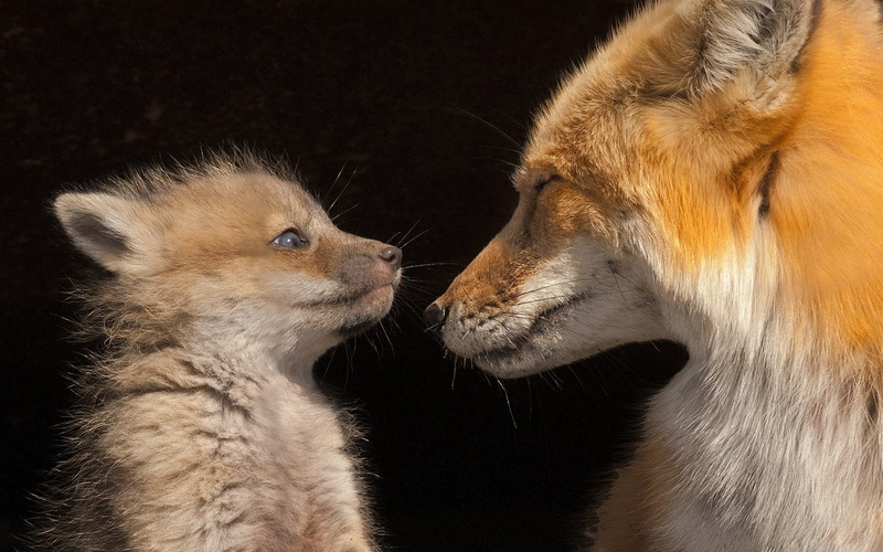 group of animals, conflict, look, animal wildlife, nfox, animals In The Wild, brown, wildlife, pets, baby, confrontation, face to face, nature, profile view