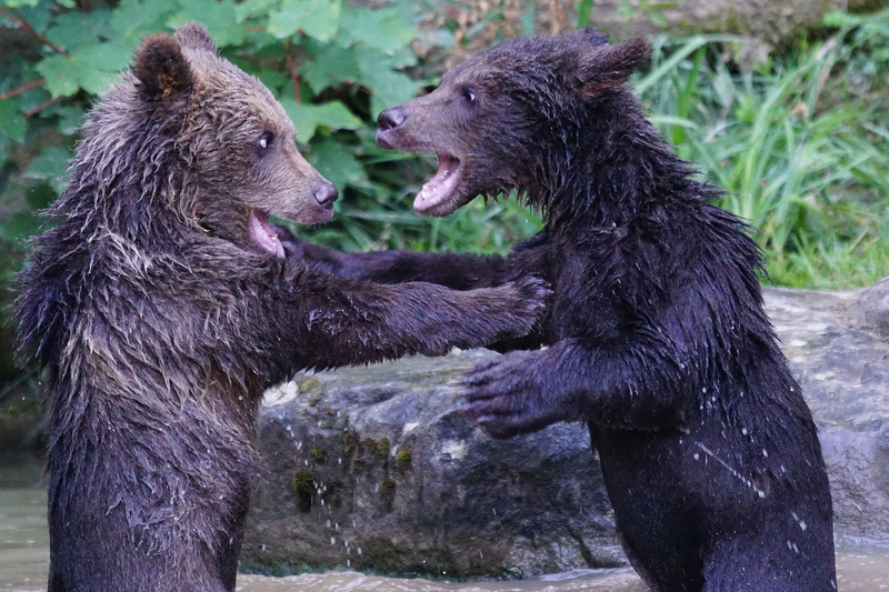 day, playful, togetherness, vertebrate, large, animal family, cub, couple, young animal, brown, fighting, brown Bear, mammal, animal themes, alaska - Usa State