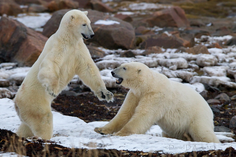 fighting, large, animal themes, fight, animal wildlife, outdoors, snow, bears, two animals, animals And Pets, alaska - Usa State, 1080P, cute, endangered Species