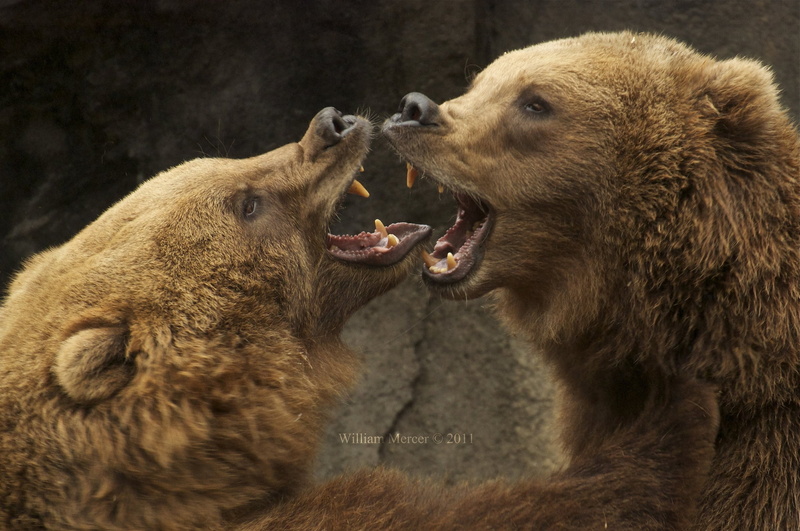 fur, roaring, two animals, animal, large, animal themes, group of animals, animal Head, fighting, grizzly, brown, animals In The Wild, negative emotion