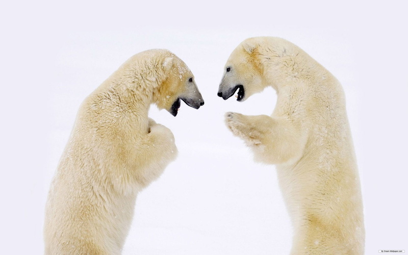 group of animals, anger, Sparring, mouth open, white background, confrontation, animal, two animals, Polar Bear, animal themes, face to face, rivalry, 1080P