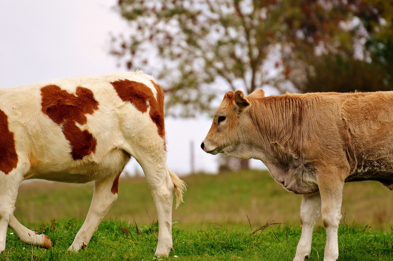 animal family, domestic animals, field, confrontation, domestic, nature, cow, livestock, beef, standing, dairy cattle, cattle, land, allgäu, two animals