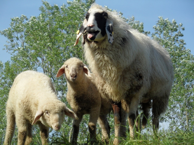 no people, domestic animals, domestic, Lamb, nature, animal, day, animal wildlife, Sheep, conflict, mouth open, animals in the wild, mammal, 4K, anger