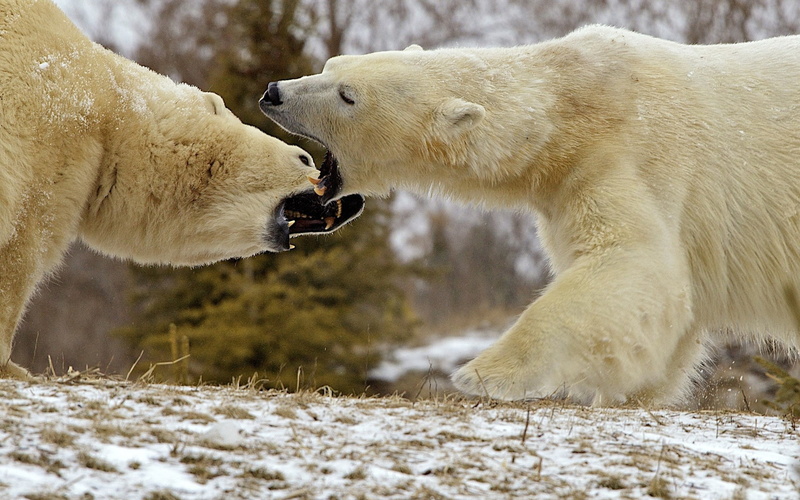 animal mouth, two animals, animal themes, mouth, confrontation, mammal, animals in the wild, snarling, anger, fighting, 1080P, cold temperature, aggression