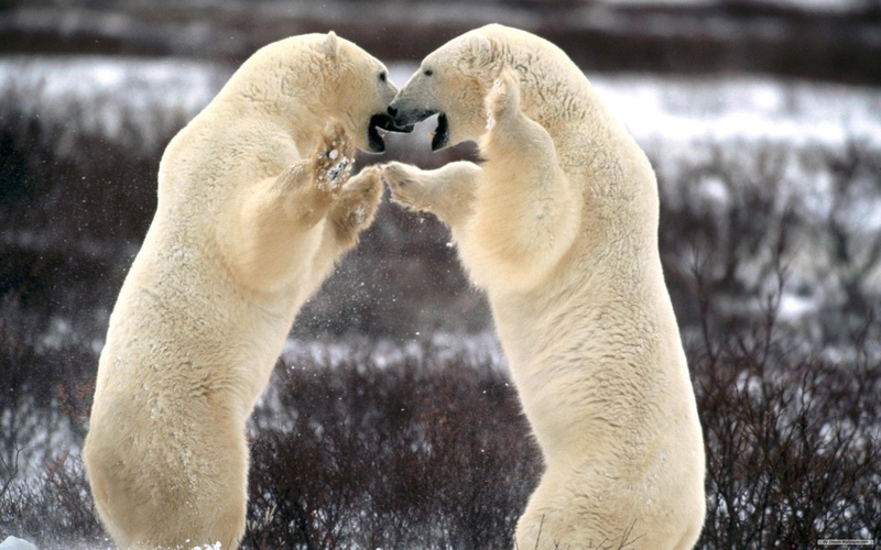 animals in the wild, conflict, animal, 2K, mammal, no people, fighting, two animals, group of animals, bear, cold temperature, confrontation, togetherness