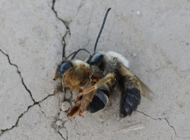 animal wildlife, footpath, high angle view, to kill, confrontation, close-up, insect, invertebrate, one animal, sunlight, nature, day, focus on foreground