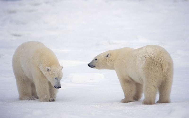 no people, nature, bear, cold temperature, outdoors, confrontation, 1080P, two animals, animal themes, animal family, polar bear, aggression, mammal, animal wildlife