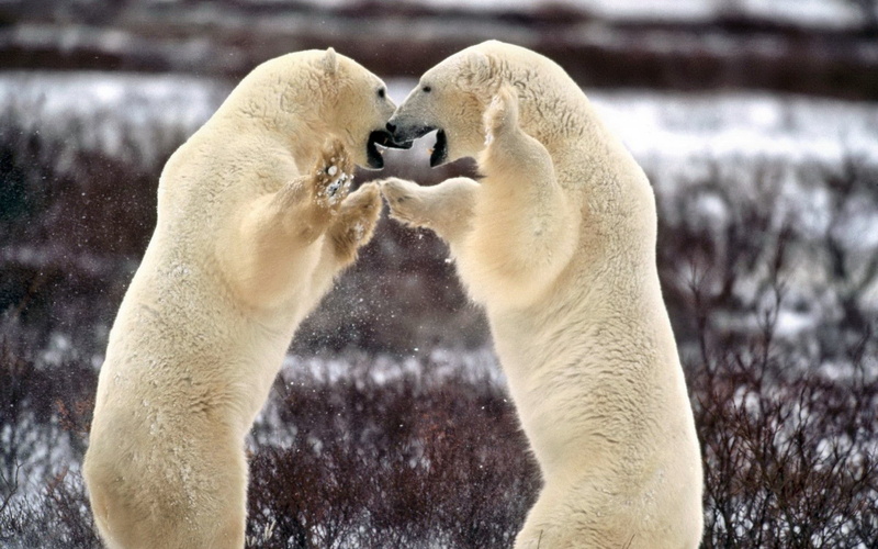 fighting, animal wildlife, togetherness, mouth open, animals in the wild, Polar bear, vertebrate, Bear, confrontation, 1080P, aggression, animal, winter