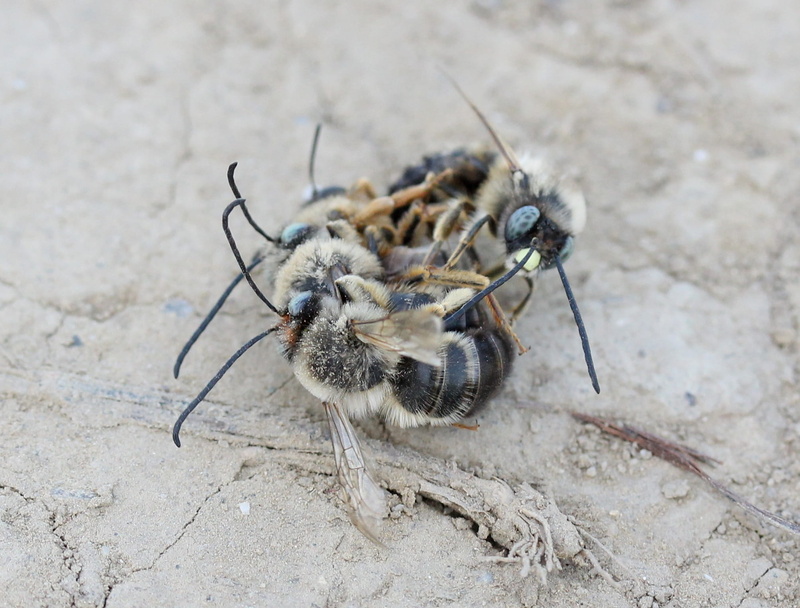 sand, zoology, insecta, animal body part, animal wildlife, outdoors, invertebrate, to kill, animal themes, one animal, bee, close-up, animals in the wild